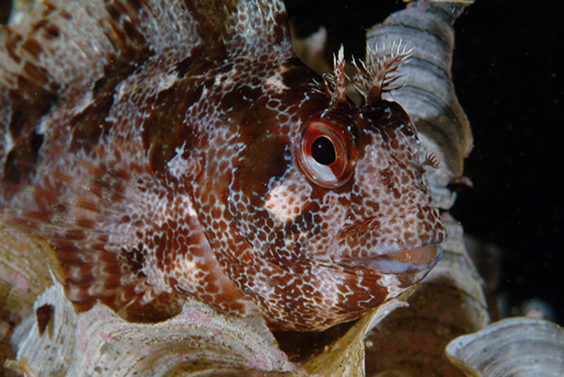 Blennidi